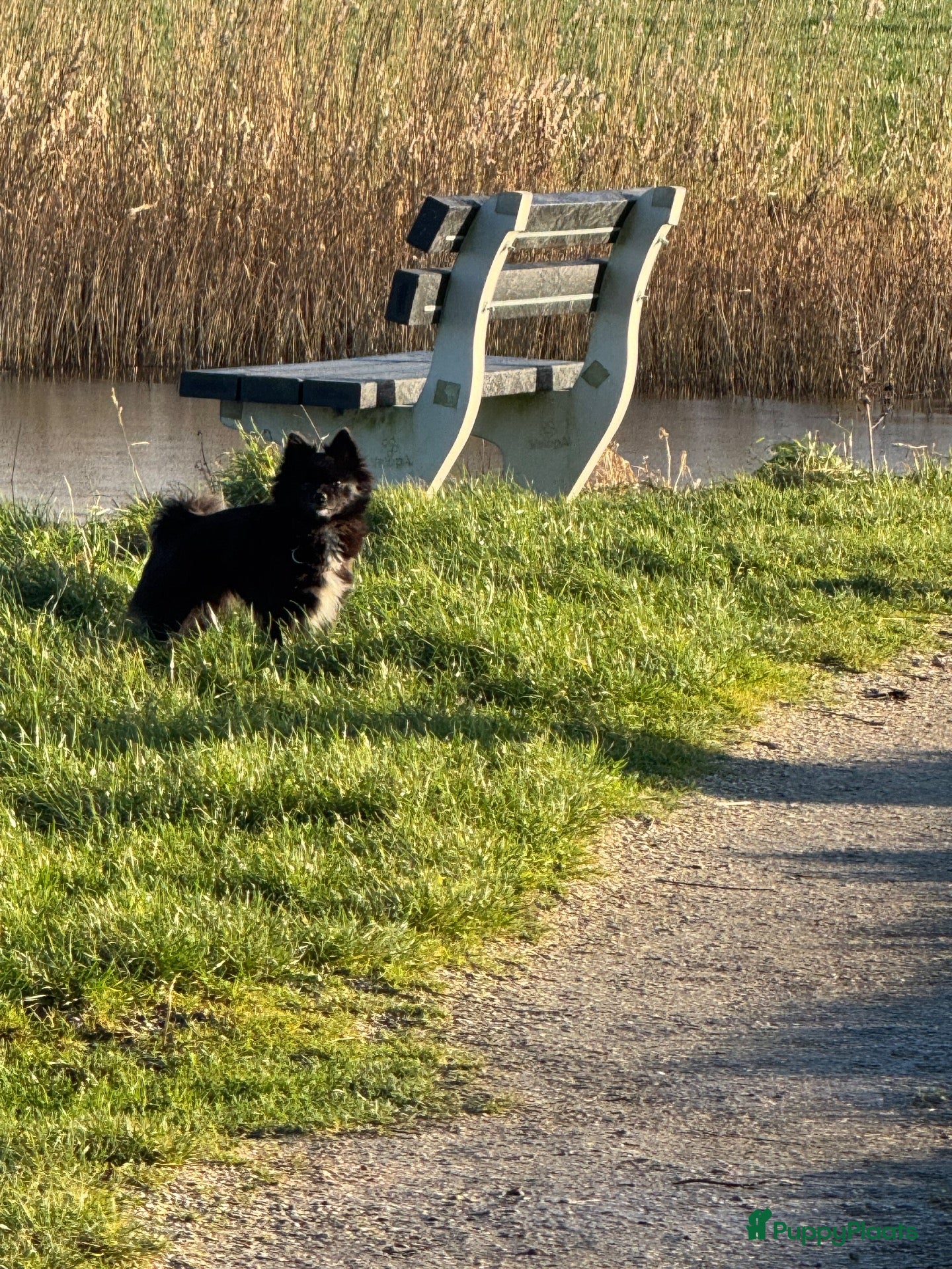 Pomeriaan honden te koop: 4 mooie pups in huis opgegroeid met de mama  - Advertentie 1