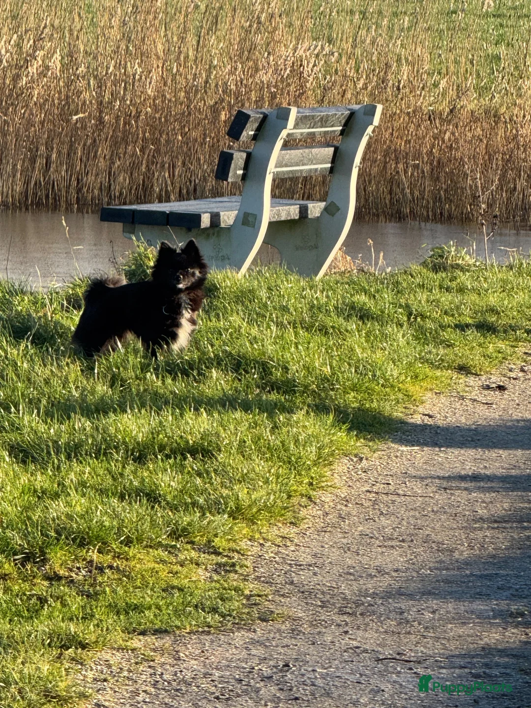 Pomeriaan honden te koop: 4 mooie pups in huis opgegroeid met de mama  in Stiens - Advertentie 1
