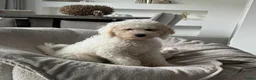 Australian Labradoodle honden te koop: Australian Labradoodle teefje - Advertentie 2