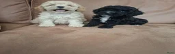 Kruising honden te koop: cavapoo - Advertentie 3