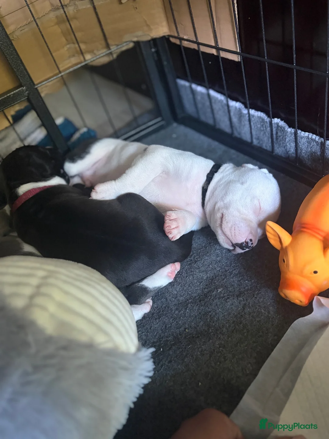 American Staffordshire Terriër honden te koop: 🐶🐾Amerikaanse Staffordshire Terrier🐾🐶 - Advertentie 2