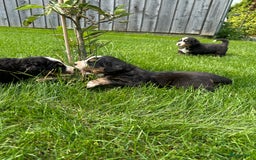 Kruising honden te koop: Berner Sennen x Zwitserse Sennen pups - Afbeelding 11