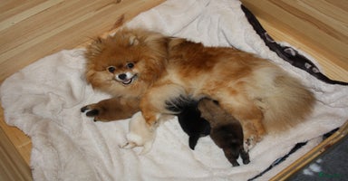 Pomeriaan honden - Advertentie 16