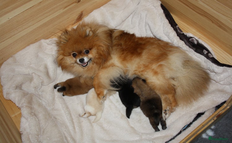 Pomeriaan honden - Advertentie 2