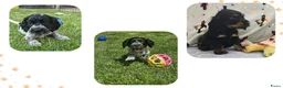 Engelse Cocker Spaniel honden te koop: Cocker Spaniel pups in Zeewolde - Advertentie 7