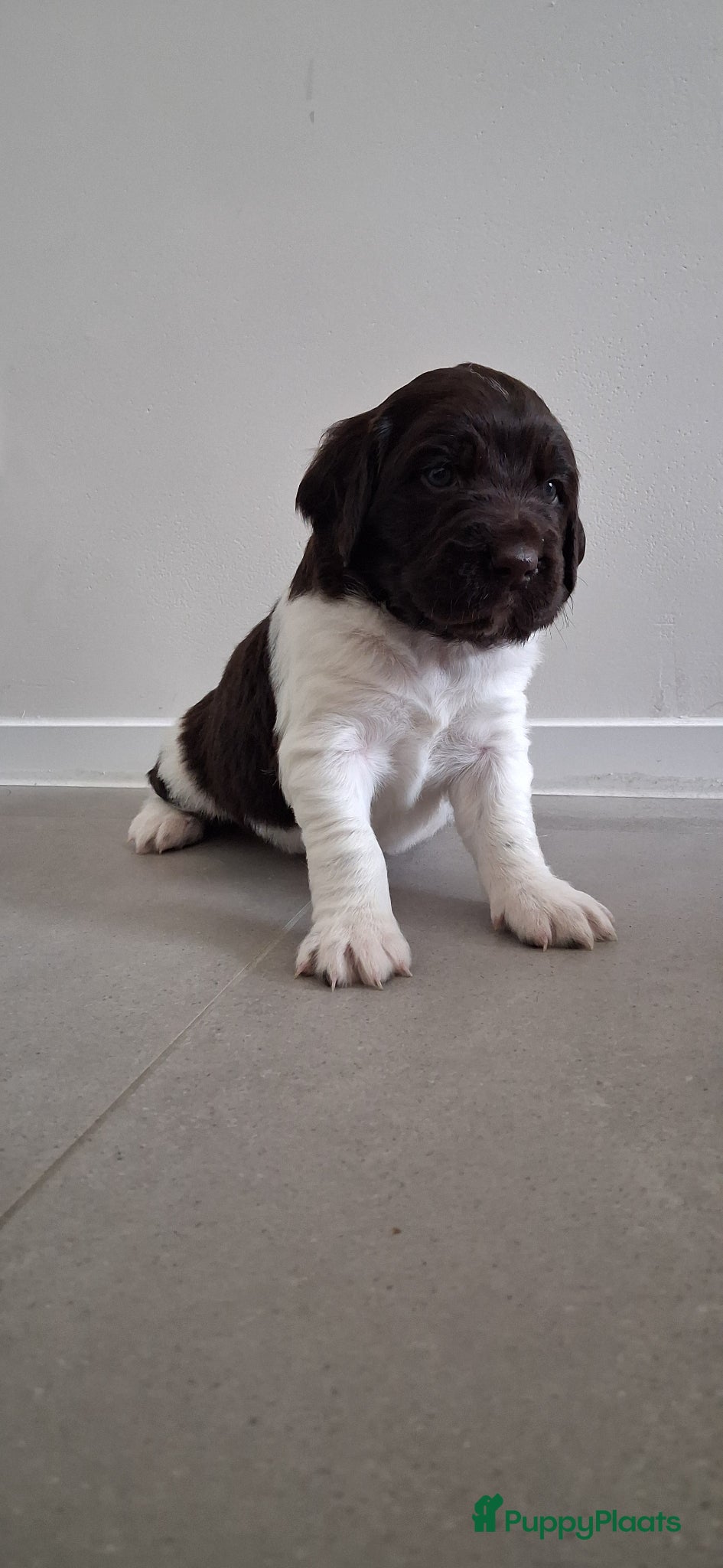 Heidewachtel honden Kleine Münsterlander reu met stamboom  - Advertentie 1