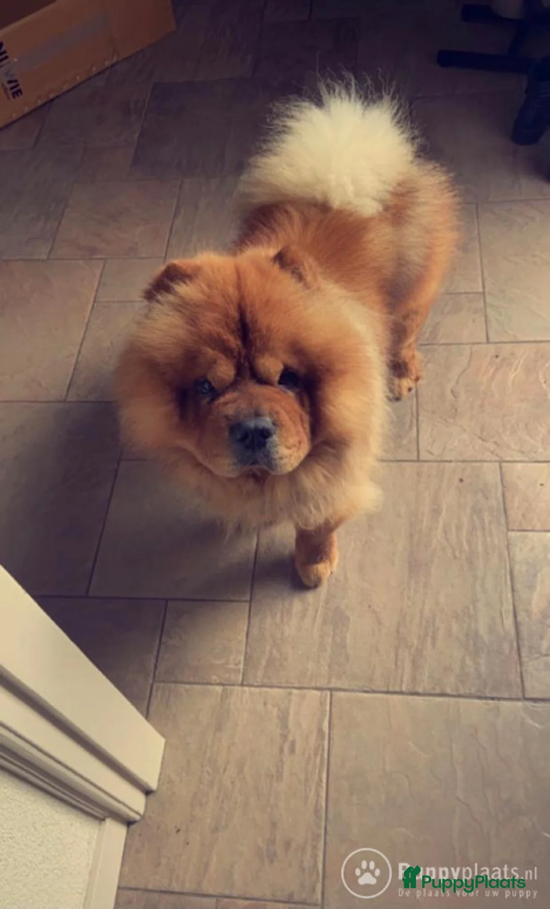Chow Chow honden ter dekking: Dek reu chowchow opgegroeid in gezinssituatie in Schijndel - Advertentie 6