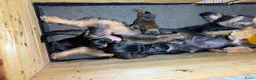 Kruising honden te koop: Teckel pups  - Advertentie 13