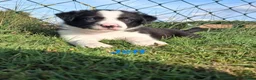 Border Collie honden te koop: Border collie puppy's in Oude Pekela - Advertentie 26