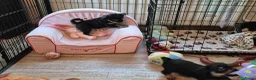 Kruising honden te koop: Prachtige Griffonshires - Advertentie 22