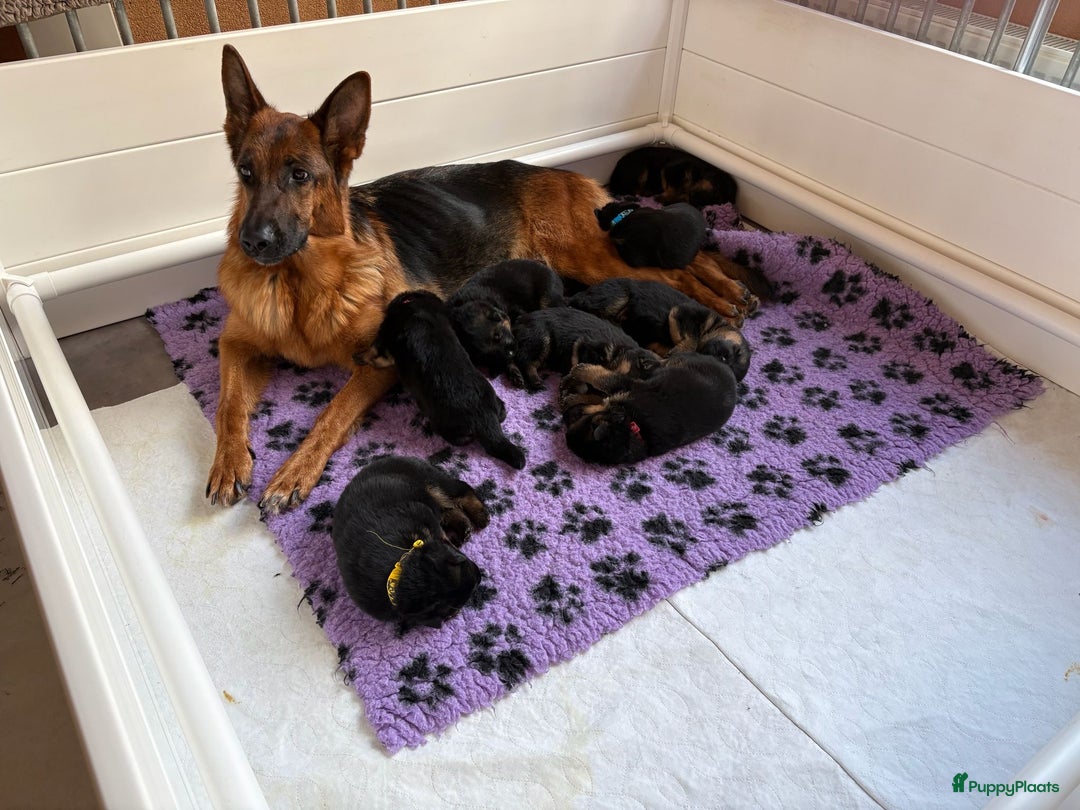 Duitse Herder honden te koop: Stamboom Duitseherder pups  HD en ED  vrij - Advertentie 1