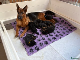 Duitse Herder honden Stamboom Duitseherder pups HD en ED vrij - Advertentie 1