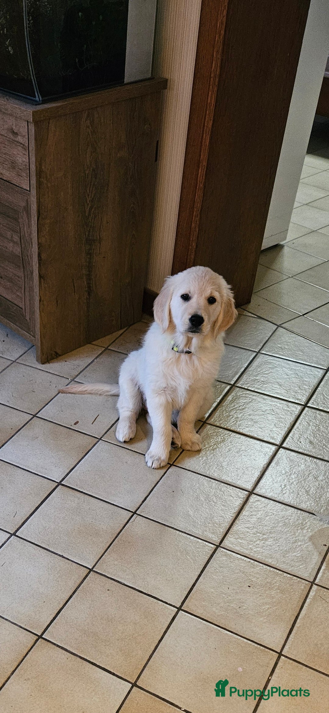 Golden Retriever honden te koop: Golden retriever pup - Advertentie 1