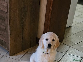 Golden Retriever honden Golden retriever pup - Advertentie 1