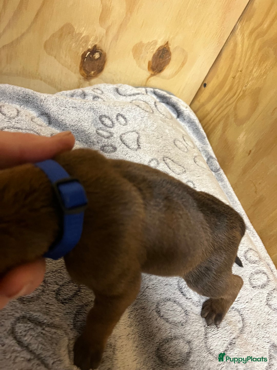Rhodesian Ridgeback honden te koop: Rhodesian Ridgeback 7 reutjes geboren - Advertentie 33