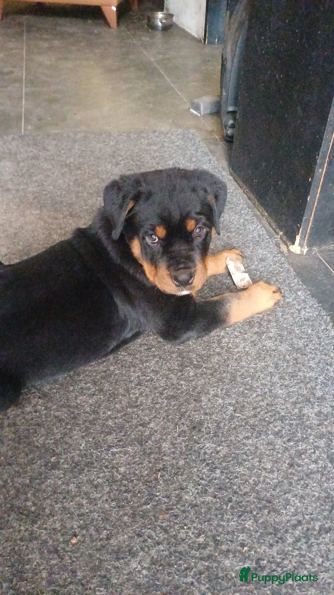 Rottweiler honden te koop: Super leuke en lieve rottweiler pup - Advertentie 2