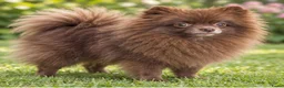 Pomeriaan honden te koop: Prachtige pomeriaan puppy's - Advertentie 4