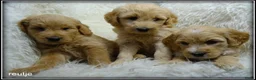 Labradoodle honden te koop: Labradoodle F4 medium pups - Advertentie 11