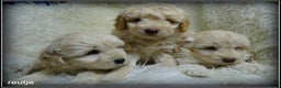 Labradoodle honden te koop: Labradoodle pups F4 +/- 45 cm - Advertentie 10