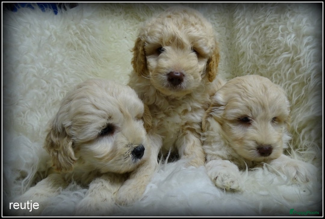 Labradoodle honden te koop: Labradoodle pups F4 +/- 45 cm - Advertentie 10