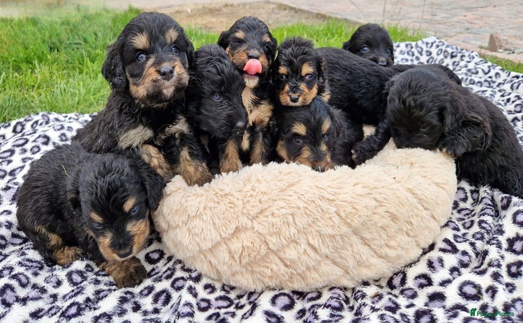 Bernedoodle honden - Advertentie 13