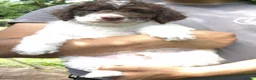 Lagotto Romagnolo honden te koop: Italiaanse waterpuppy's - Advertentie 12