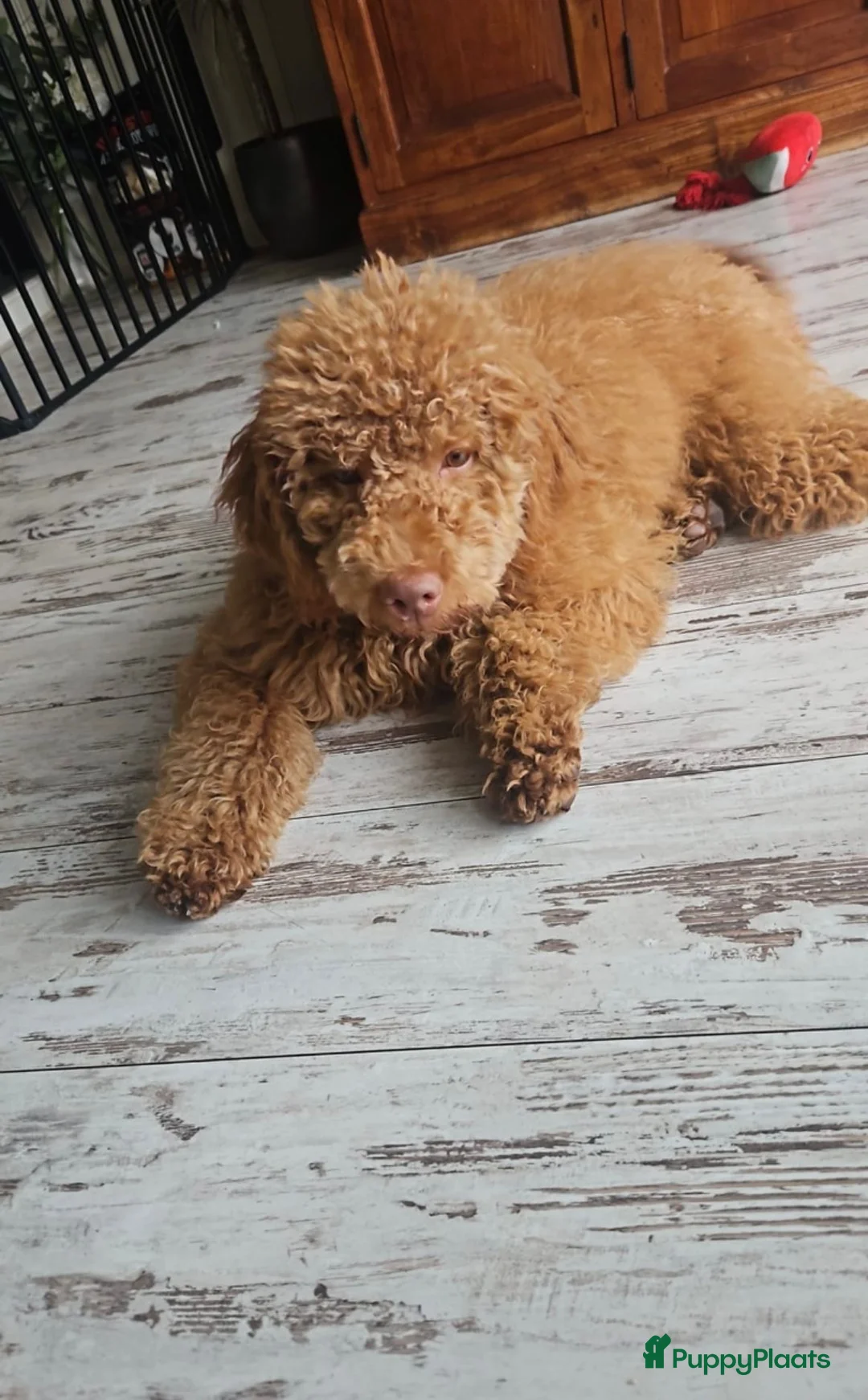 Labradoodle honden te koop: Labradoodle pups - Advertentie 13