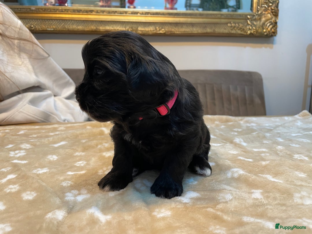 Kruising honden te koop: Boompoo pups, Boomer X Toy poedel - Advertentie 15