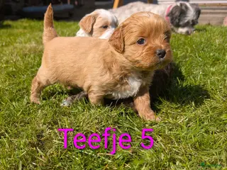 Shihpoo honden MaltiPoo (ShihTzu/Maltezer X ToyPoedel) - Advertentie 5