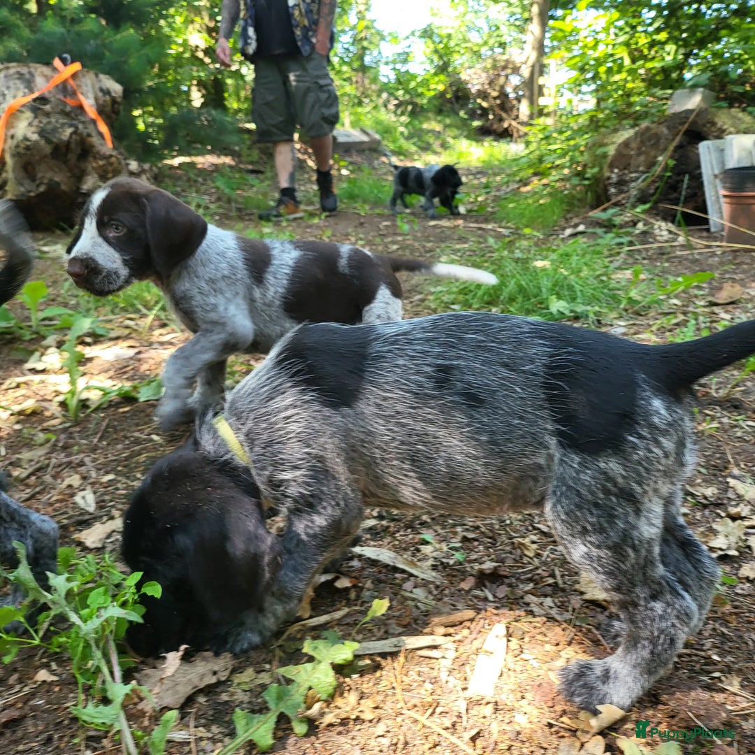 Duitse Staande Hond Draadhaar honden te koop: Duitse staande ruwhaar/draadhaar  - Afbeelding 10