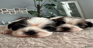 Shih Tzu honden Shih Tzu pups  - Advertentie 10