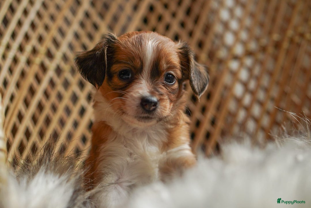 Kooikerhondje honden te koop: 8 week oude kooikerpups op zoek naar warm thuis. - Advertentie 15