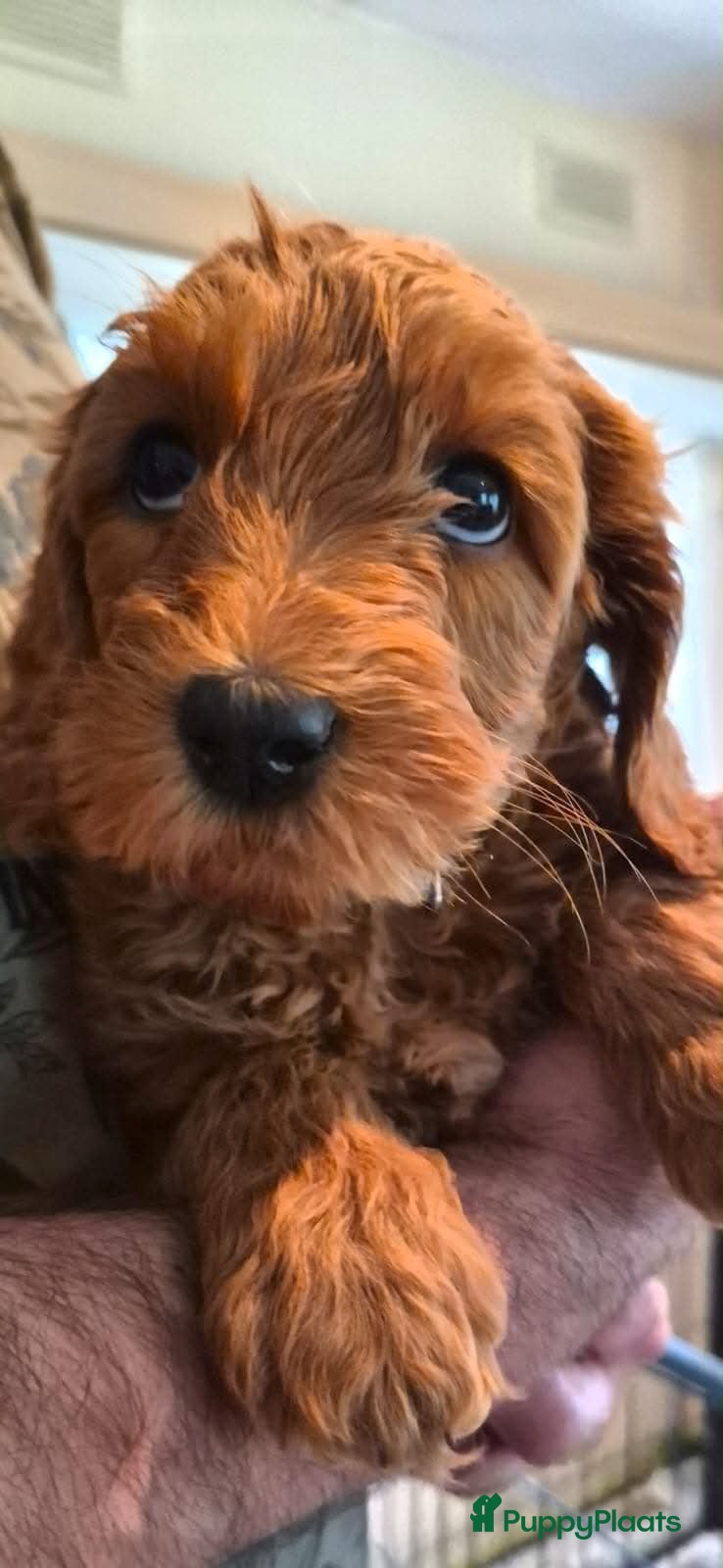 Australian Labradoodle honden te koop: pupjes beschikbaar  - Advertentie 3