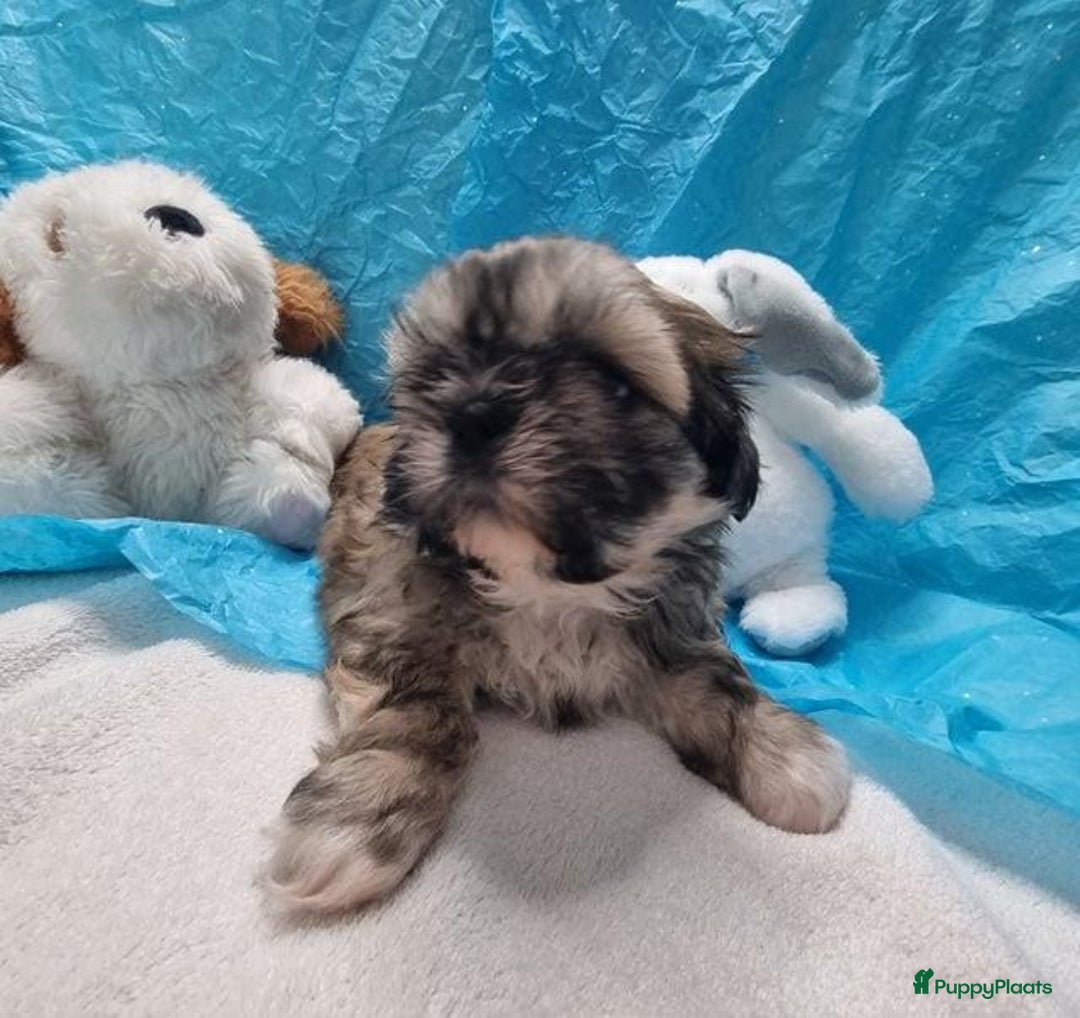 Shih Tzu honden te koop: Imperial Shih Tzu puppy's  - Advertentie 14
