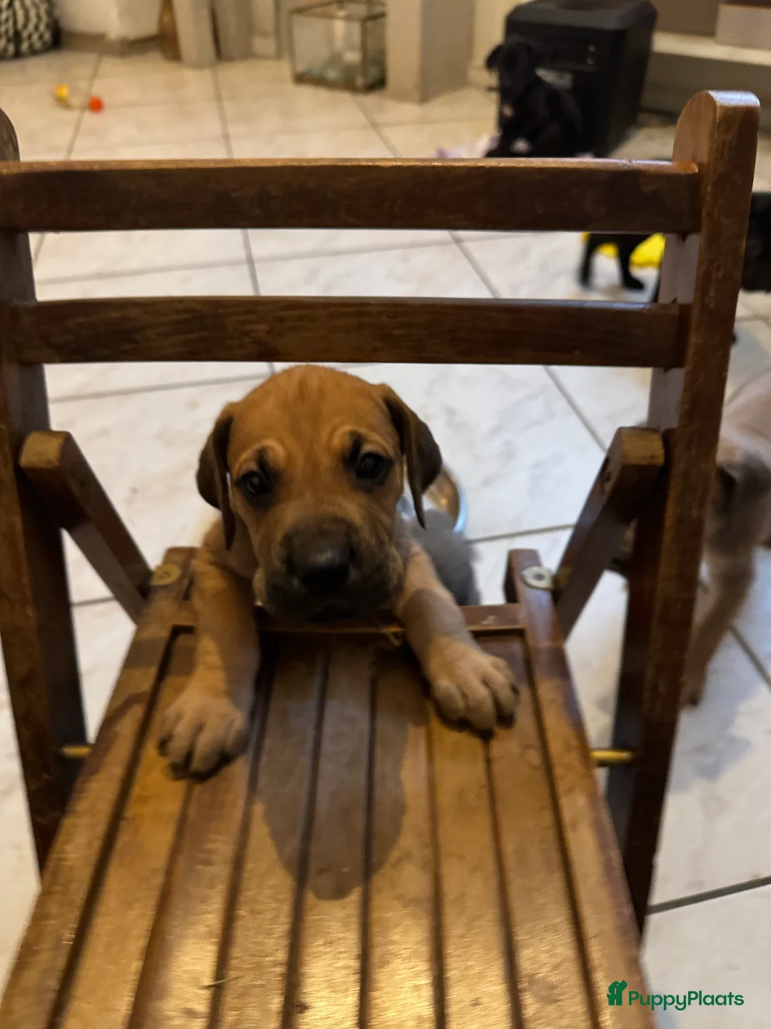 Duitse Dog honden te koop: Duitse dog puppies  - Advertentie 6