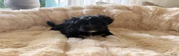 Kruising honden te koop: Schatjes van Boomerpups te koop - Advertentie 22
