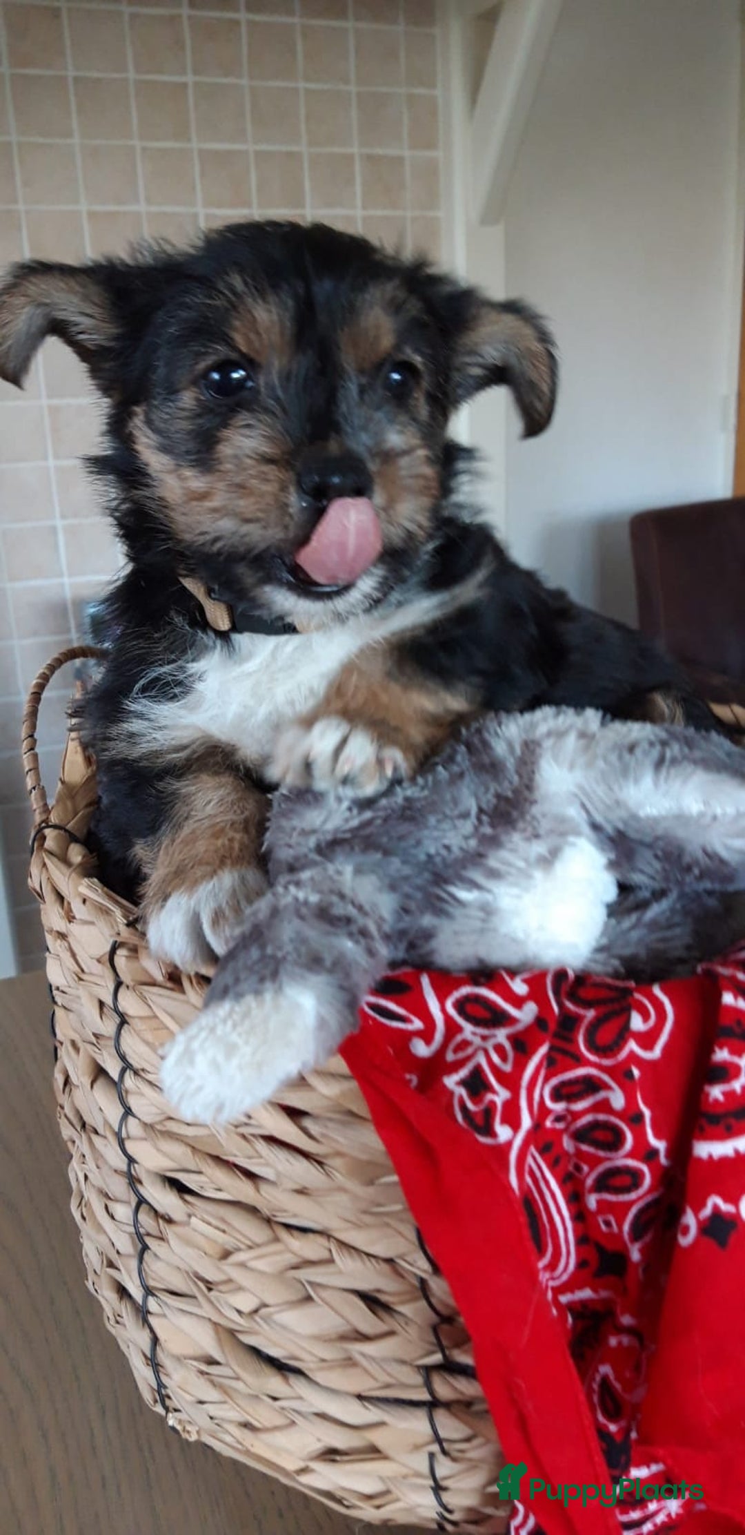 Kruising honden te koop: Een Schattig Puppy - Advertentie 2