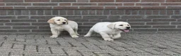 Labrador Retriever honden te koop: Knappe Labrador pups met stamboom ! - Advertentie 14