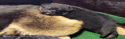 Duitse Herder honden te koop: Prachtig nest Duitse herder pups - Advertentie 3