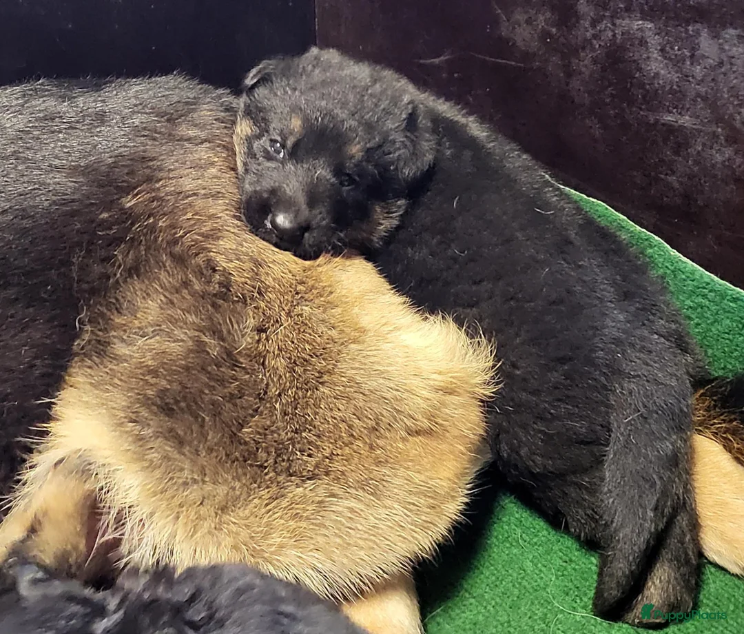 Duitse Herder honden te koop: Prachtig nest Duitse herder pups - Advertentie 3