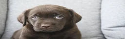 Labrador Retriever honden te koop: Chocolade bruine labrador pups met stamboom ! - Advertentie 8