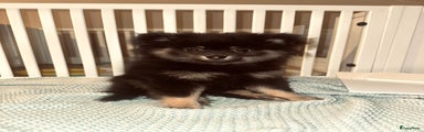 Pomeriaan Puppy 1