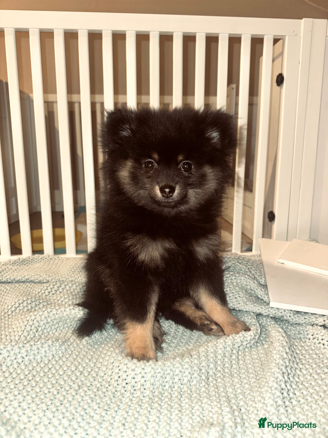 Pomeriaan honden te koop: Pomeriaan pup teefjes - Advertentie 4