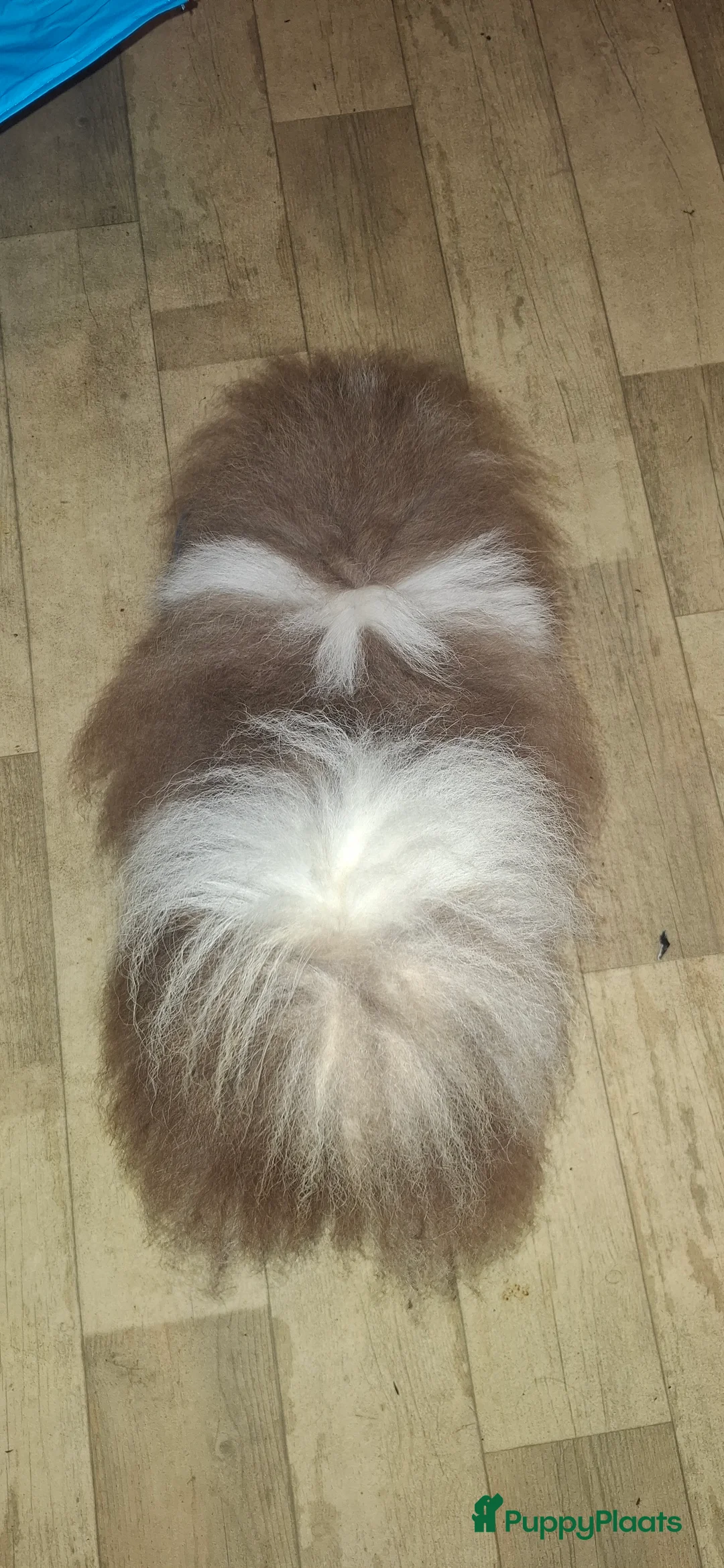 Pomeriaan honden te koop: Lilac met wit pomeriaan pups 12 weken. - Advertentie 4