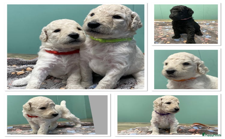 Labradoodle honden - Advertentie 10