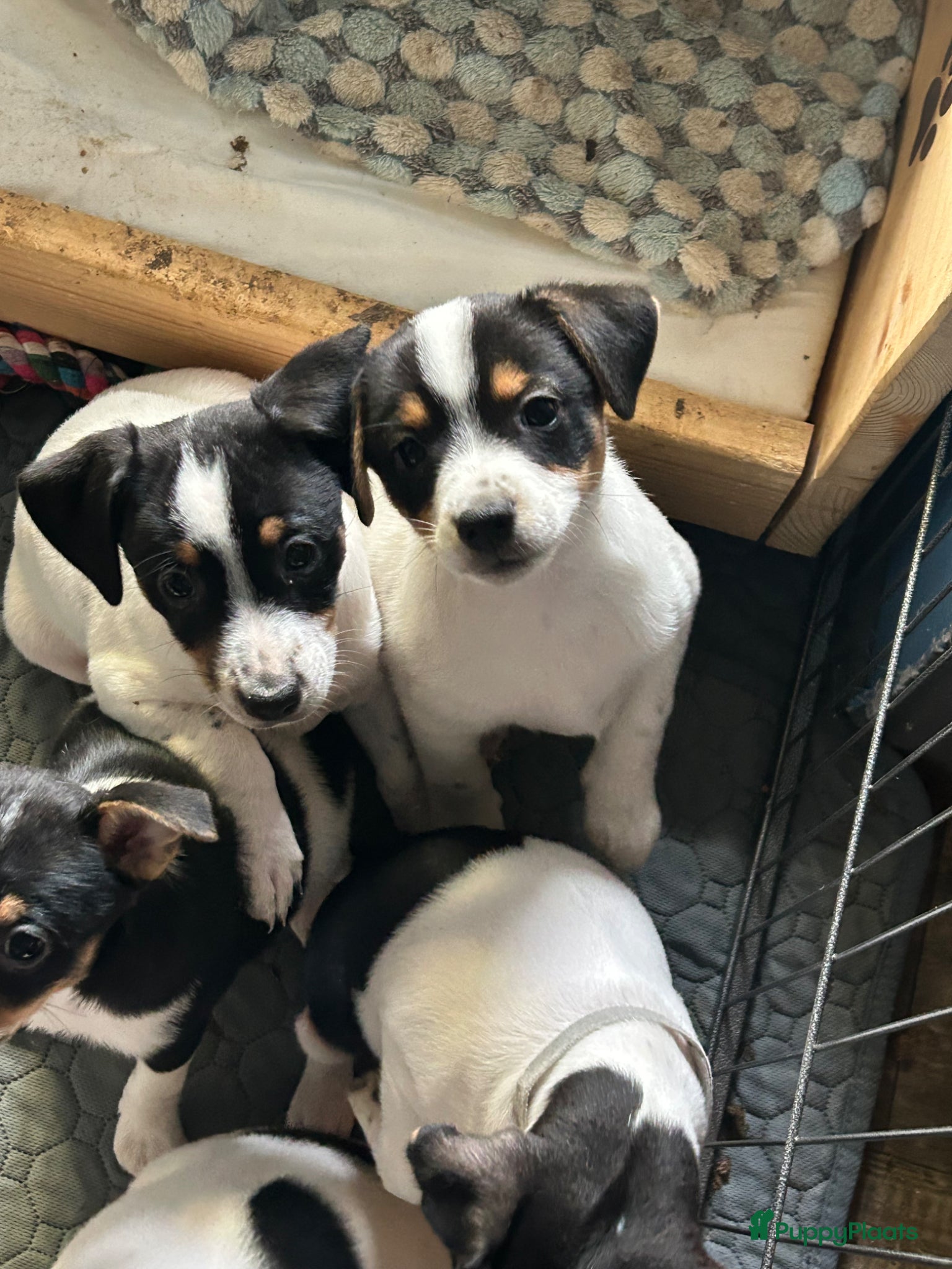 Boerenfox honden Boerenfox pups - Advertentie 1