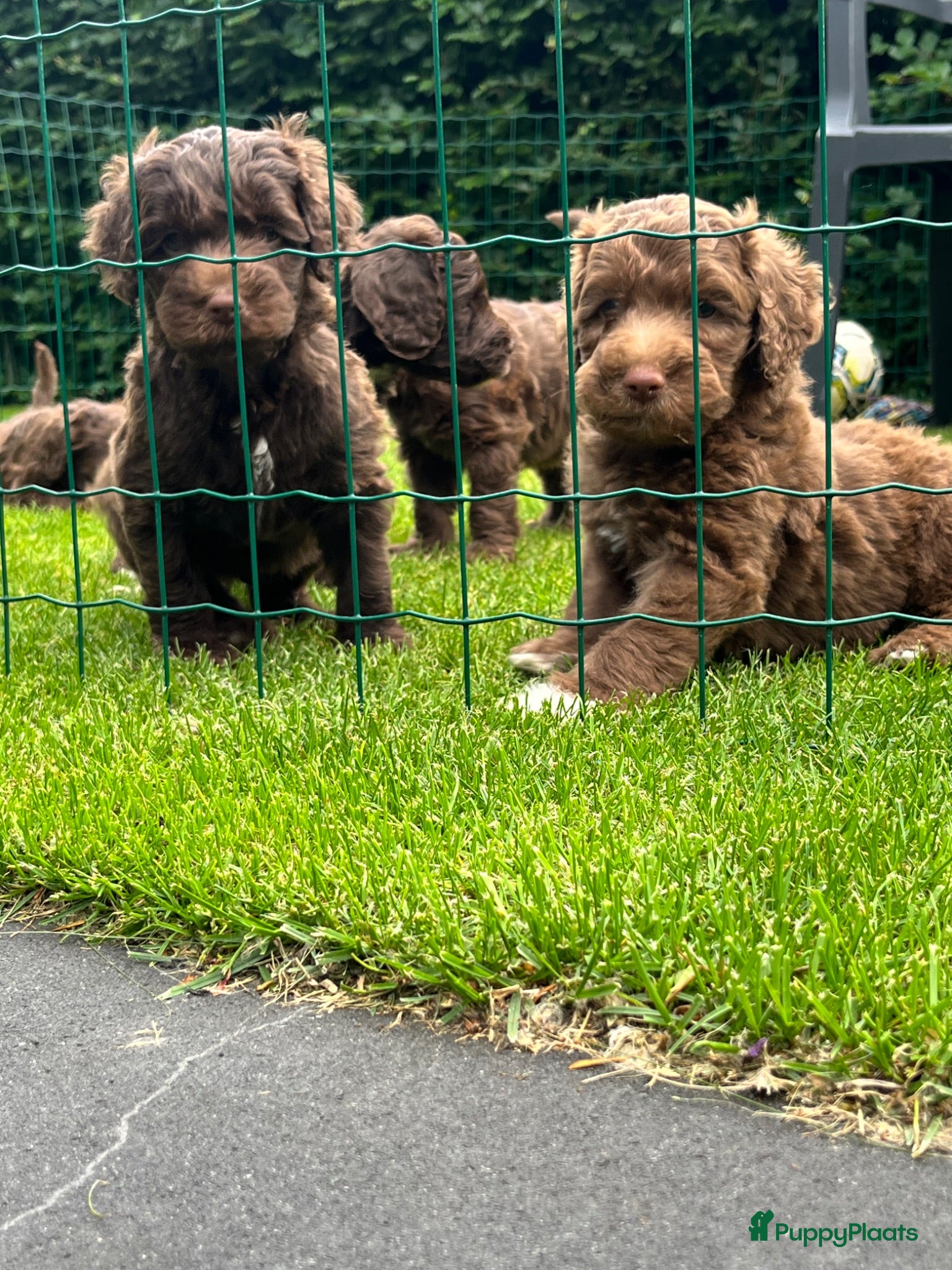 Australian Labradoodle honden Alf1 australian labradoodle  - Advertentie 1