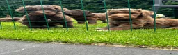 Australian Labradoodle honden te koop: Alf1 australian labradoodle  - Advertentie 1