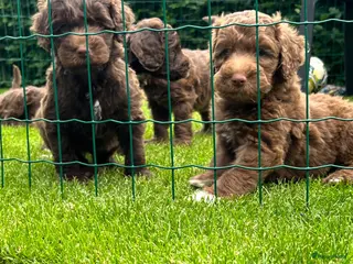 Australian Labradoodle honden Alf1 australian labradoodle - Advertentie 1
