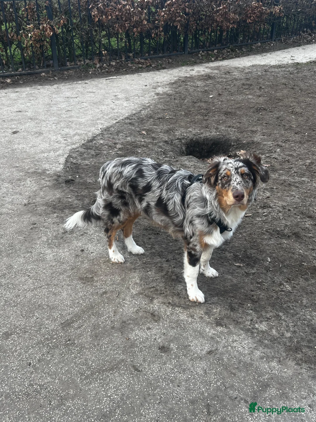 Australian Shepherd honden ter dekking: Ervaren Dekreu Aangeboden - australian shepherd - Advertentie 19